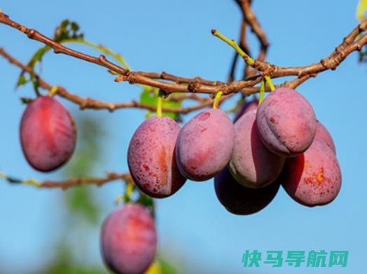 西梅什么颜色最甜最好吃？吃西梅有什么好处
